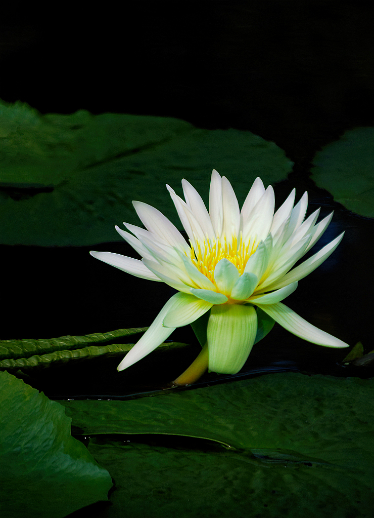 Waterlily among the Pads