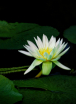 Waterlily among t...