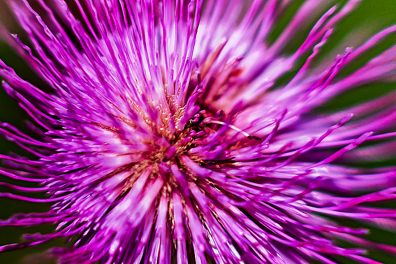 Thistle From Above