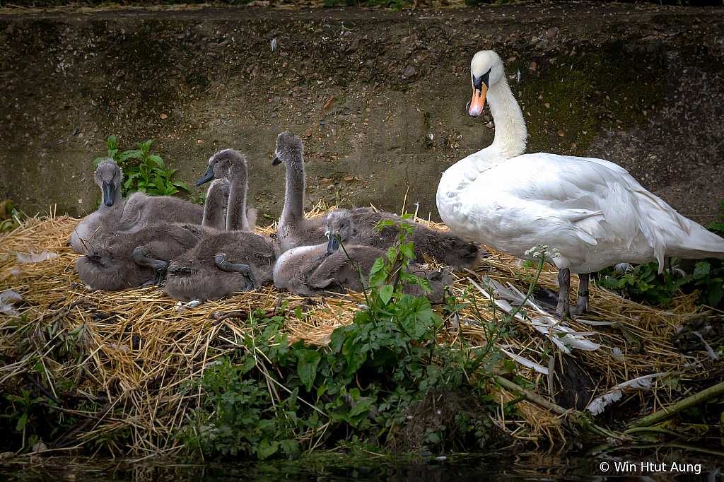 The Mute Swan Family