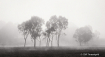 Copse through the...