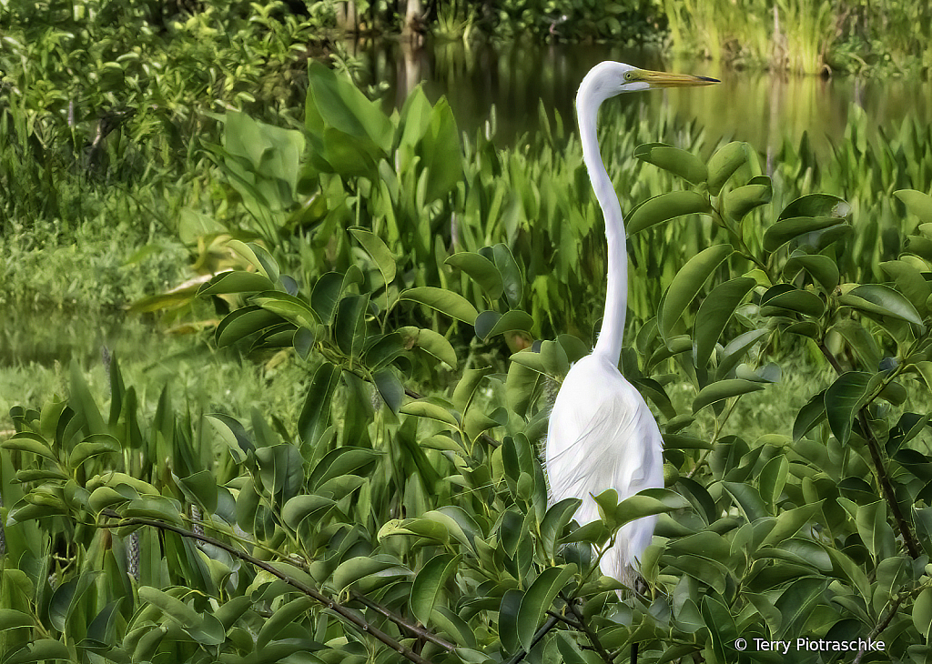 Hiding In The Wetlands