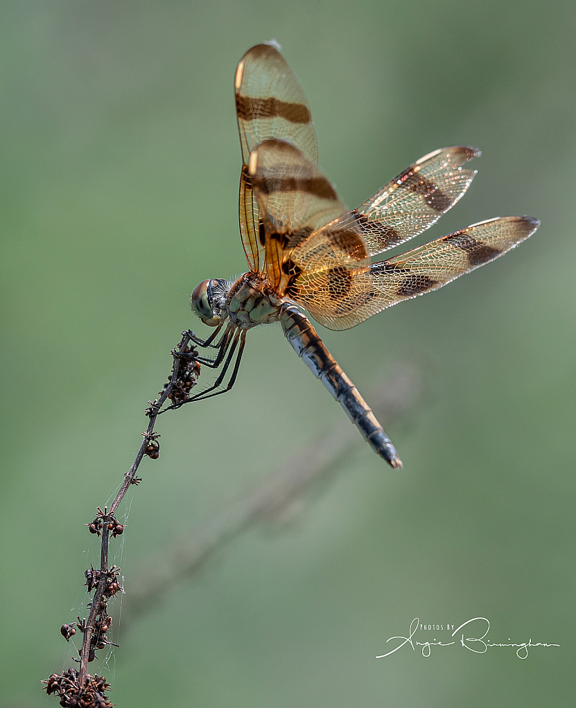 Dragonfly