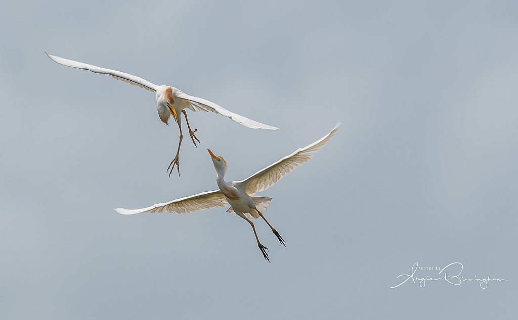 Cattle Egrets fighting in mid air
