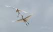 Cattle Egrets fig...