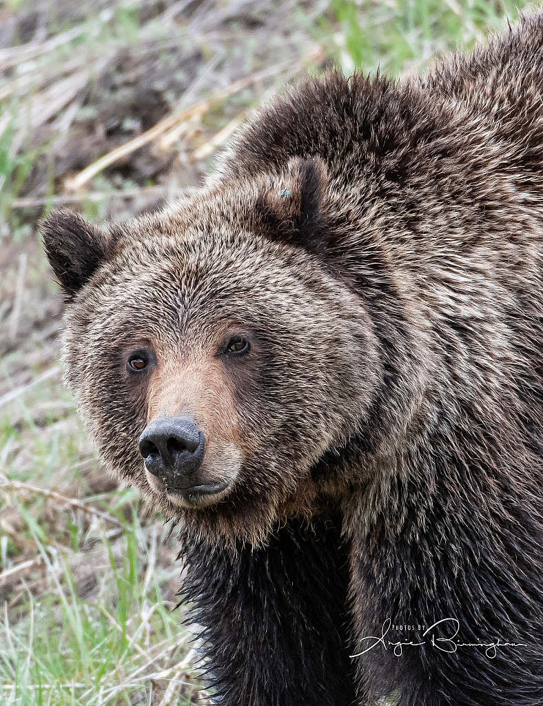 Grizzly on the prowl