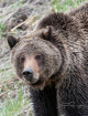 Grizzly on the pr...