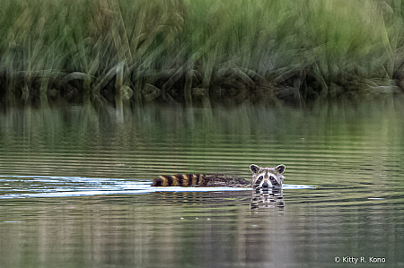 Racoon Crossing