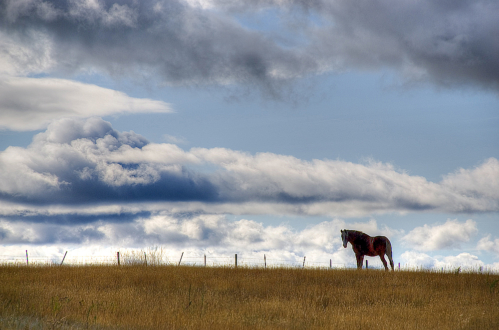 Horse on a Ridge