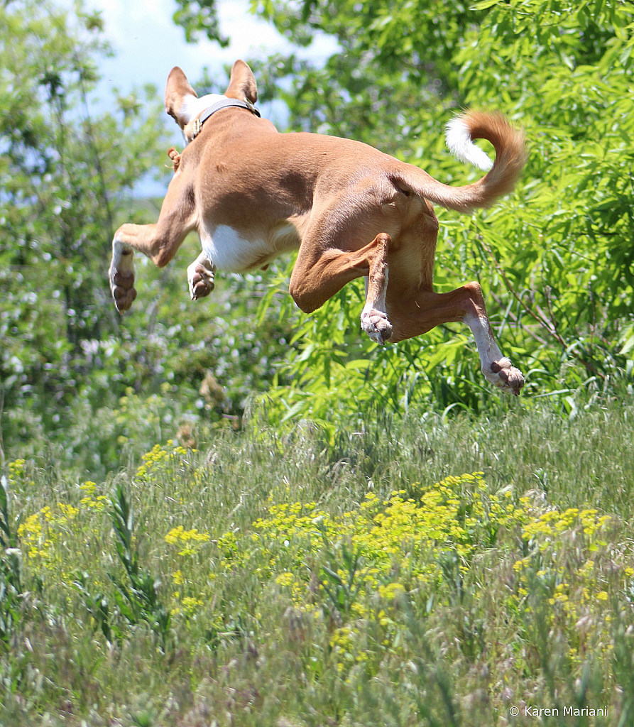 High Flying Hound