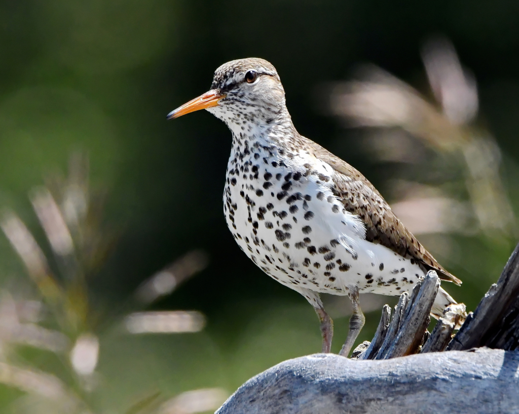 Spotted Sandpiper