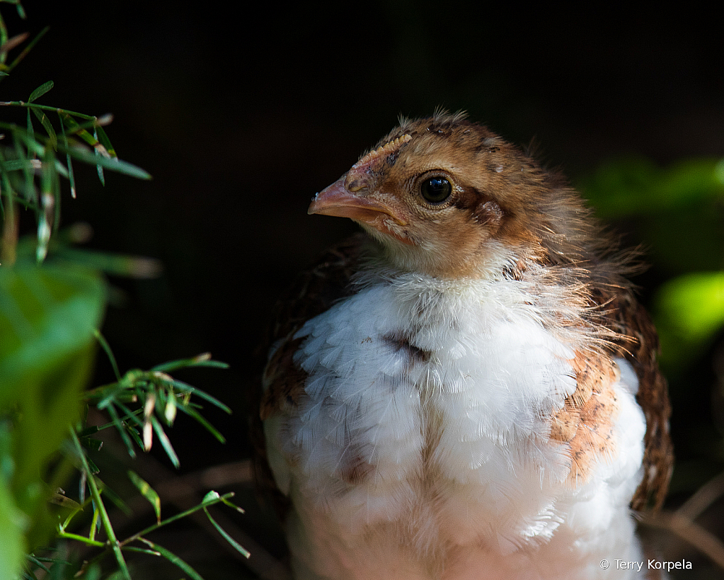 Baby Chicken   - ID: 15728361 © Terry Korpela