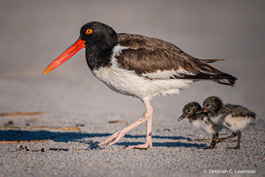 Oystercatchers