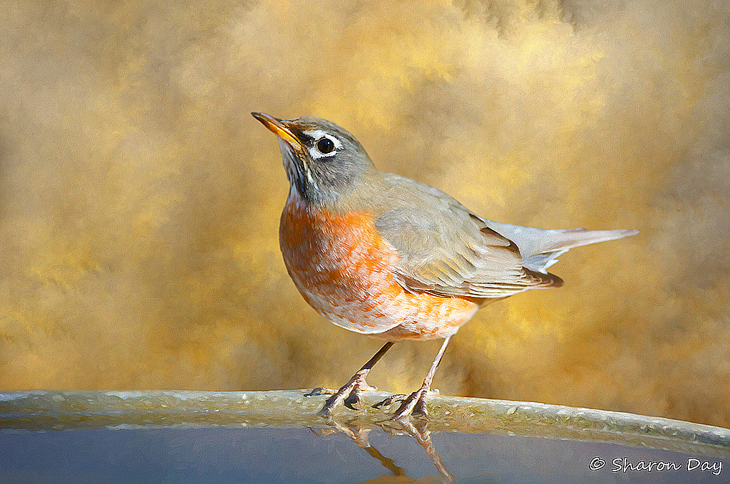 Painted Robin