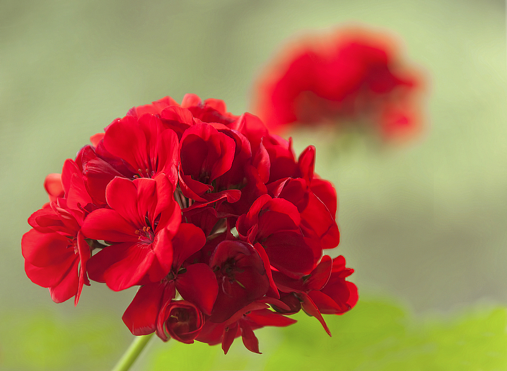 Prized Red Geranium 