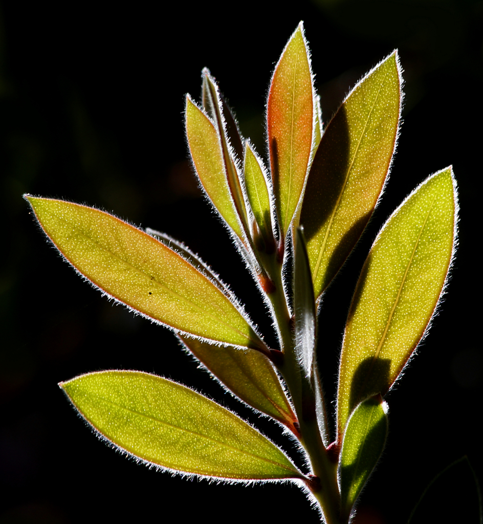 Bottle Brush Tree Leaves