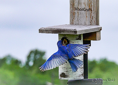 Eastern Bluebird Male Feeding Nestling