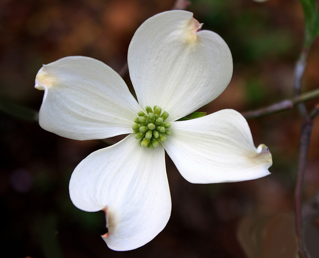 Dogwood Beauty