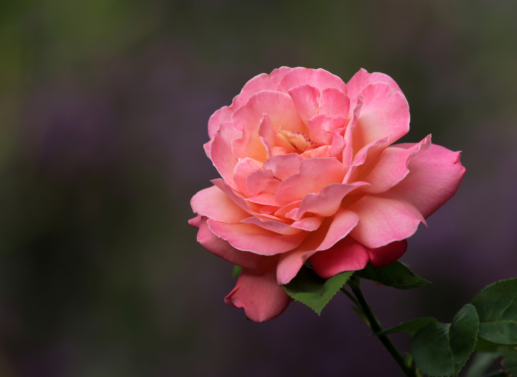 Early Morning Bloom