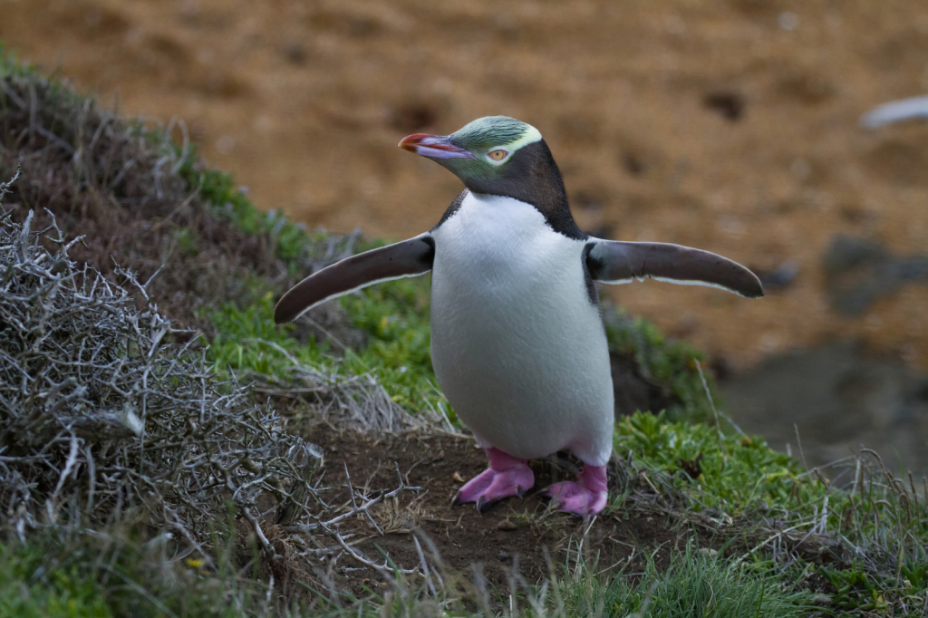 Yellow eyed penguin