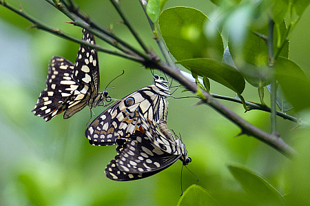 Papilio demoleus(Lime butterfly)