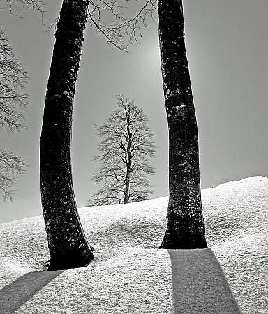 Framed Beech tree.