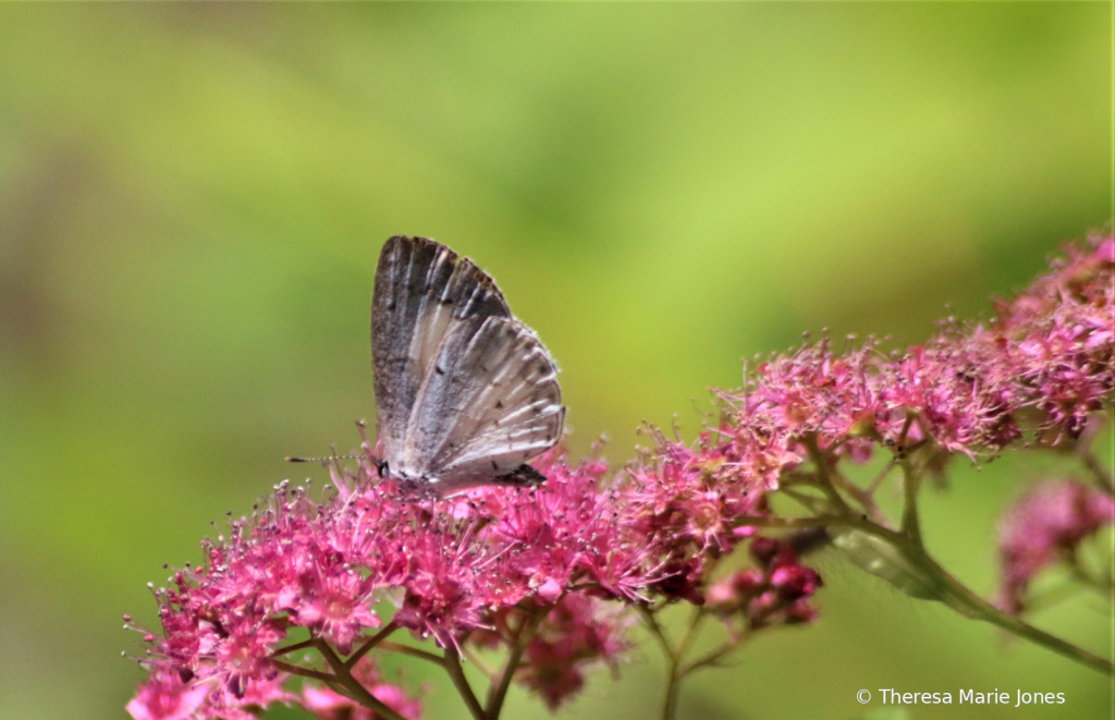 White Butterfly - ID: 15728574 © Theresa Marie Jones