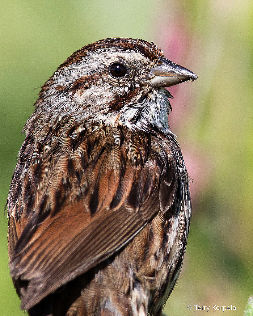 Song Sparrow (Portrait) - ID: 15728508 © Terry Korpela