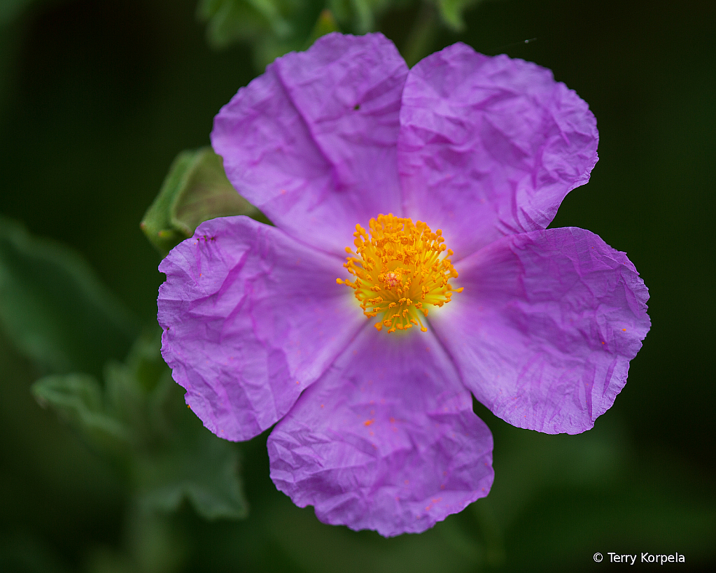 Berkeley Botanical Garden - ID: 15728509 © Terry Korpela