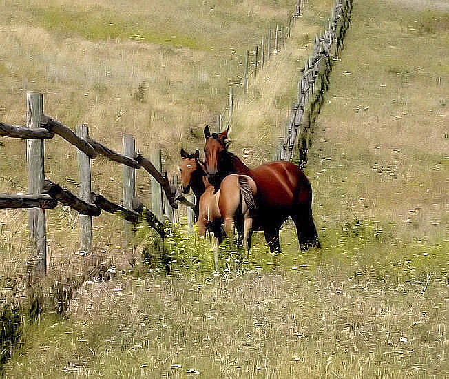 Mother and Colt