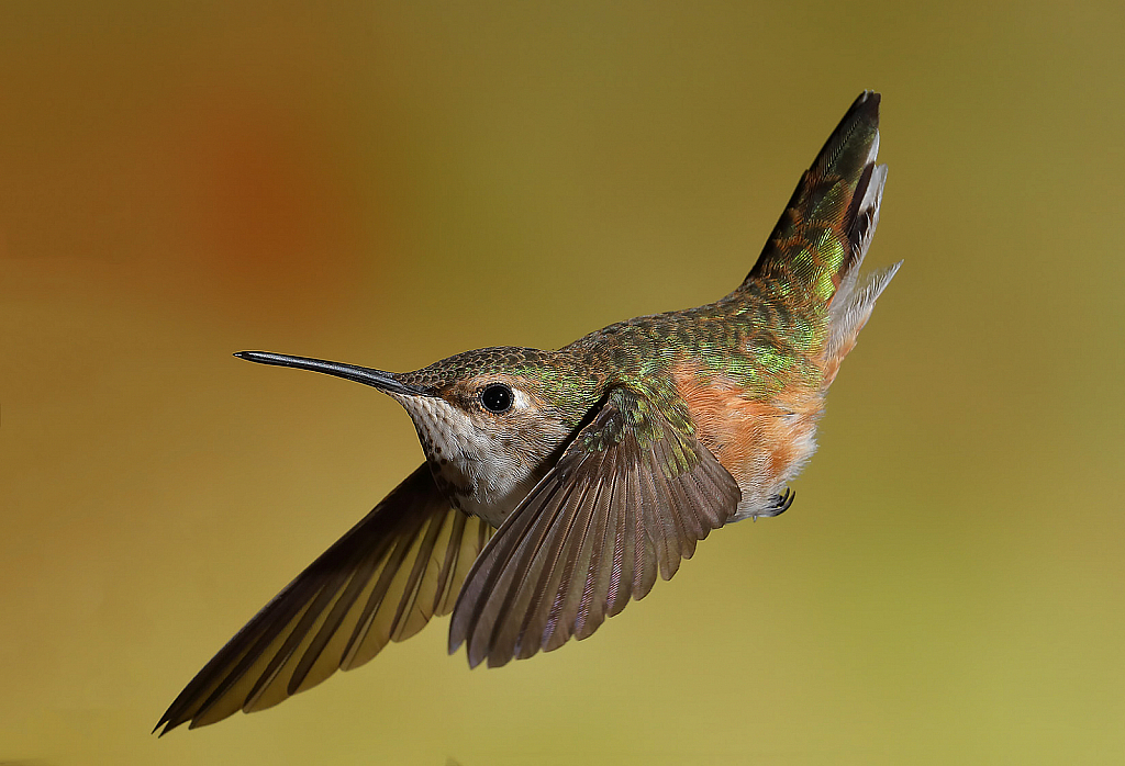 July 2019 Photo Contest Grand Prize Winner - Female Callioppe Hummingbird