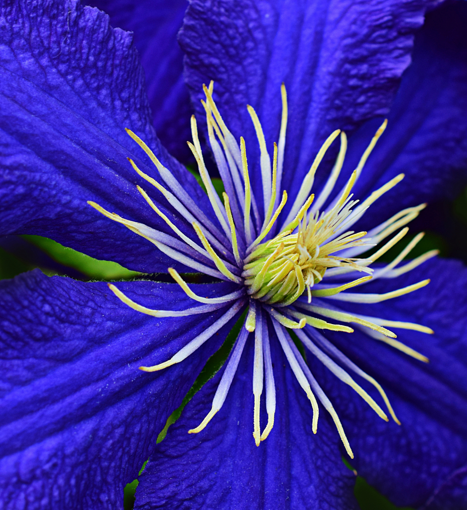 Clematis