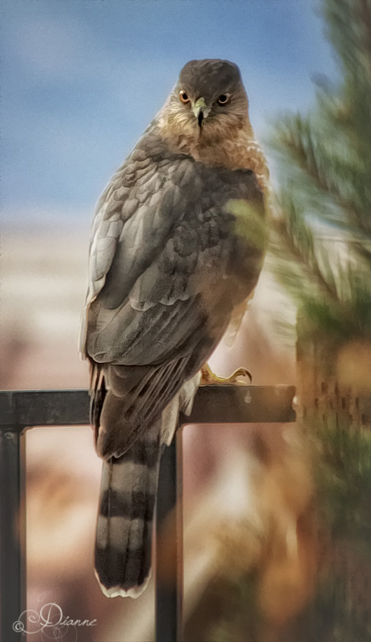 Watchful Hawk