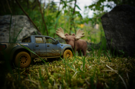 Moose encounter