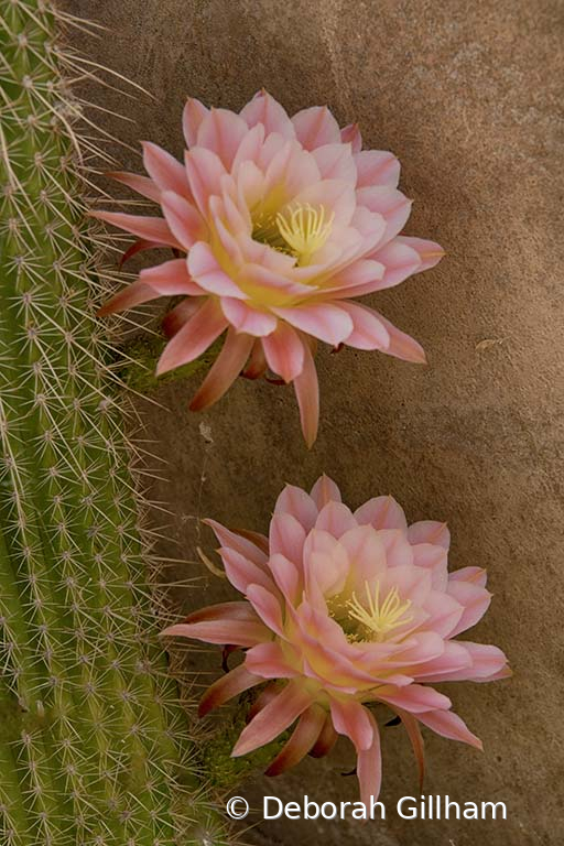 Pastel Torch Flowers