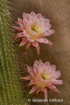 Pastel Torch Flow...