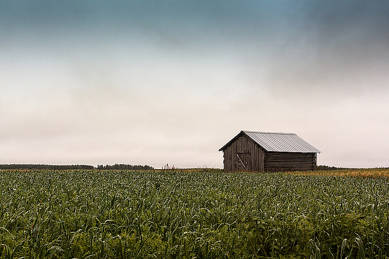 Rainy Day On The Fields