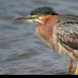 © Terry Korpela PhotoID# 15728693: Green Heron 