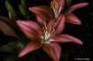 Lily Time
