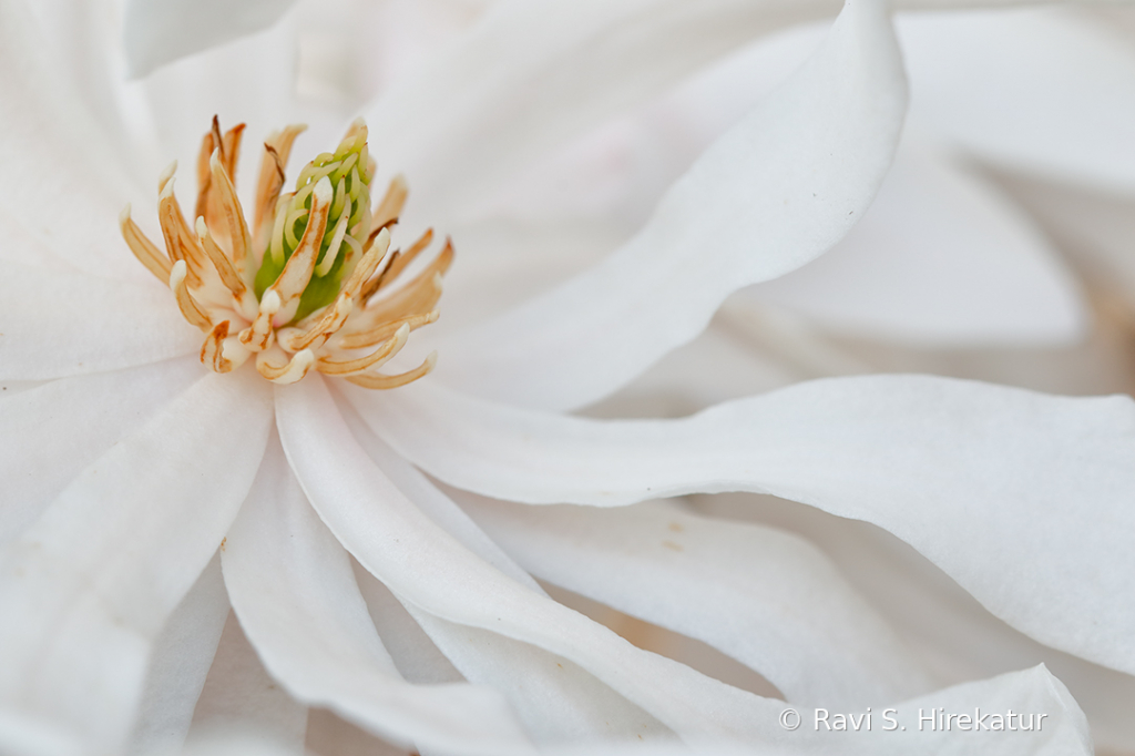 Magnolia - ID: 15728835 © Ravi S. Hirekatur