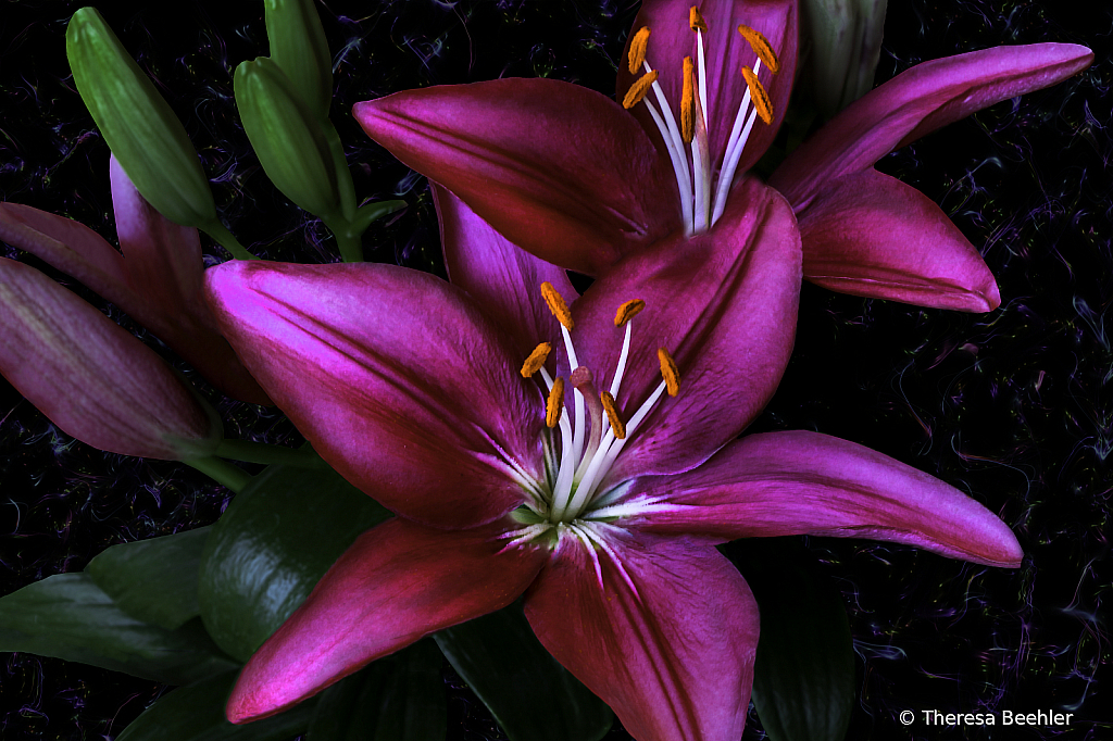 Flowers Plants - Pink Lily