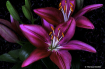 Flowers Plants - ...