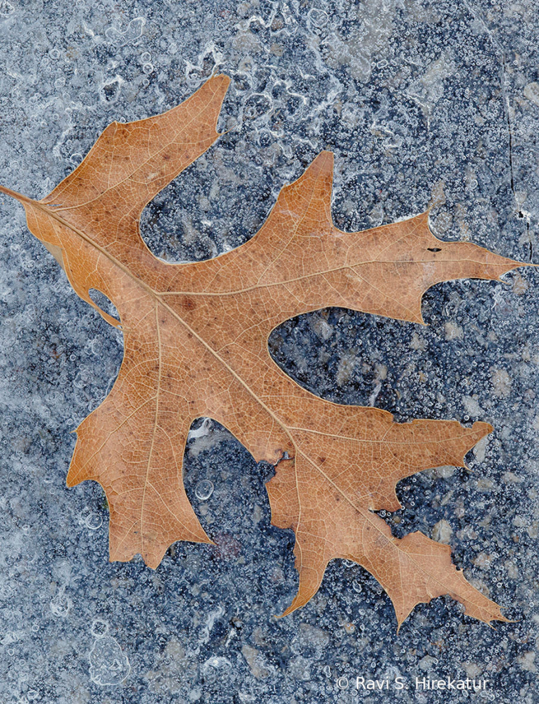 Oak Leaf in ice - ID: 15728843 © Ravi S. Hirekatur
