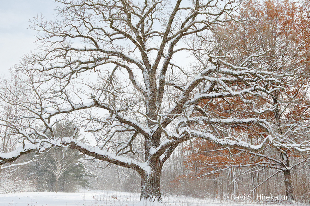 Oak Tree on a snowy day - ID: 15728844 © Ravi S. Hirekatur