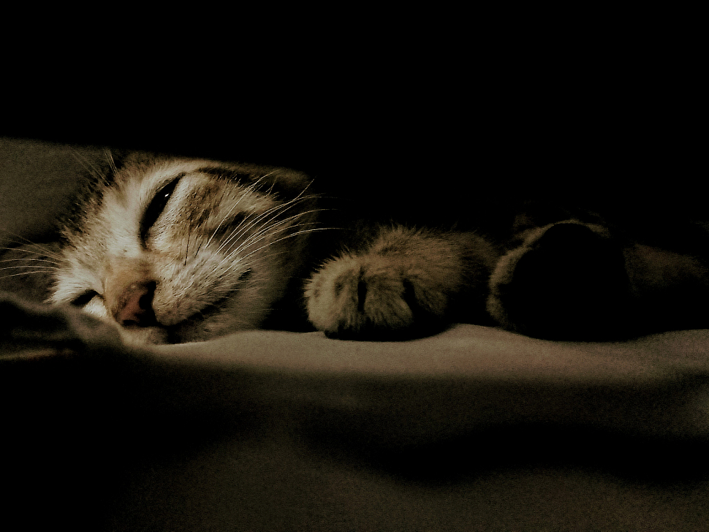 Cat in sleeping mode.