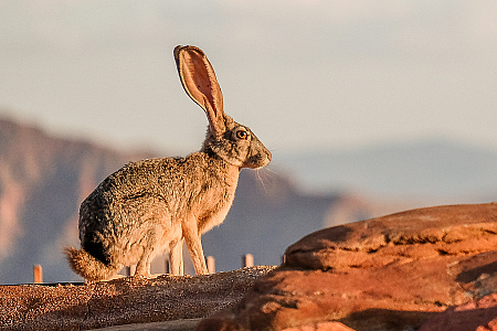 Mr Jackrabbit in position for take-off