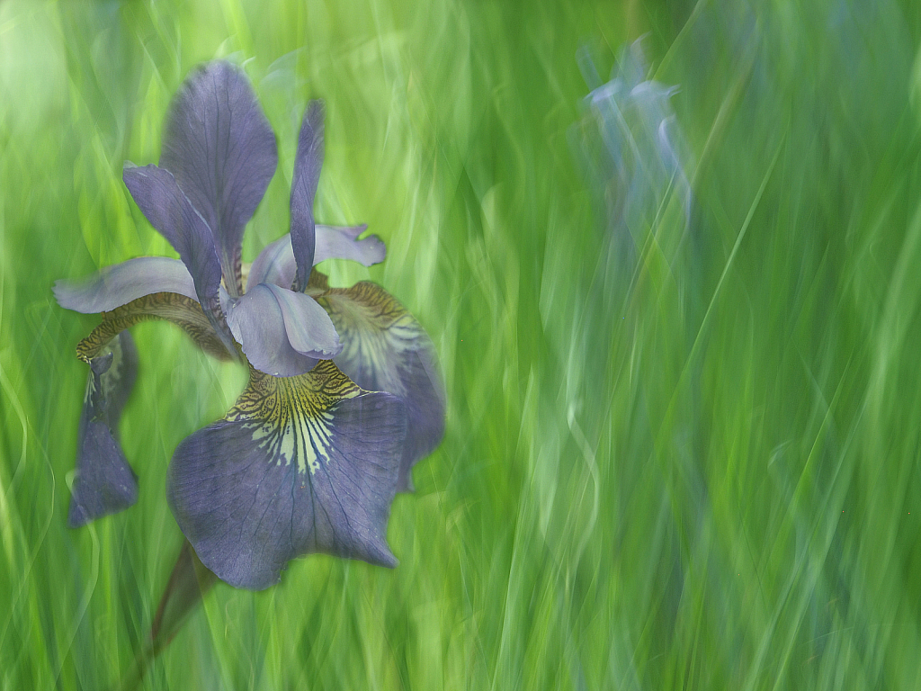 Siberian Iris Abstract