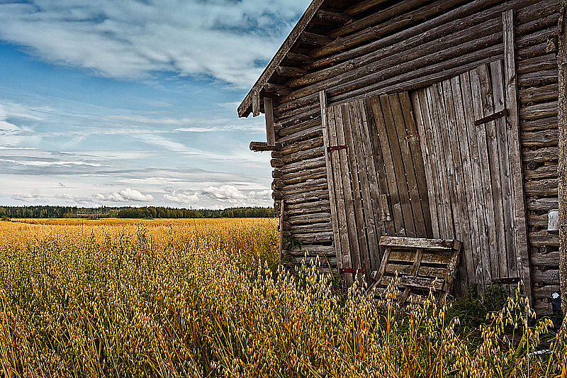 Barn Doors And Rye Field
