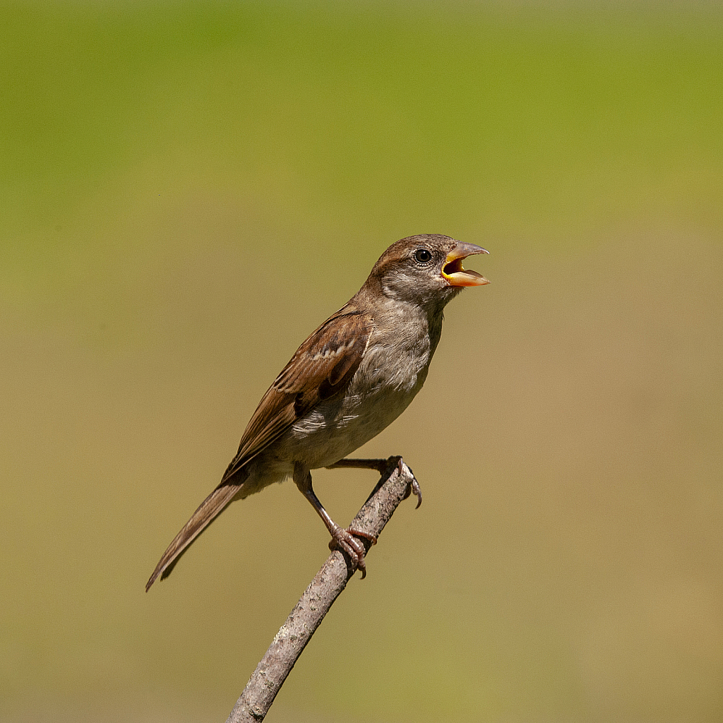 Singing Sparrow