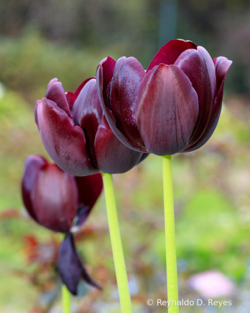 Dark Beauties